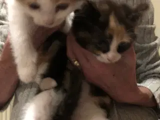 de bliver 12 uger den 24-11 