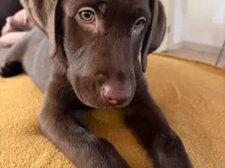 Beautiful and energetic Labrador puppy - Healthy a