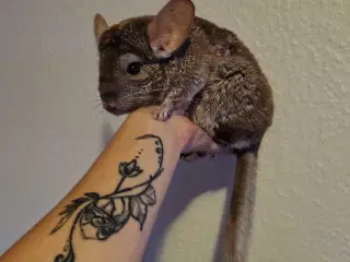 Chinchilla hun 1,5 år✨