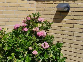 Stor Hortensia 