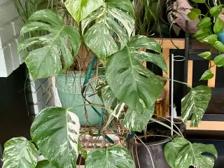 Monstera Alba Variegata