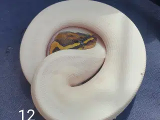 Kongepythonmorfer 2025