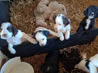 FT Cocker spaniel født 12. April