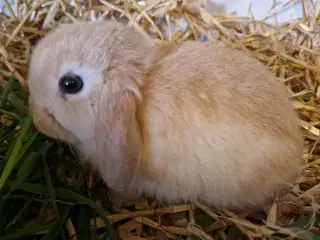 Minilop unge dreng