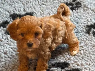 Maltipoo hvalp inden januar