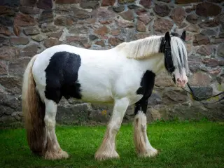Smart tinker pony 