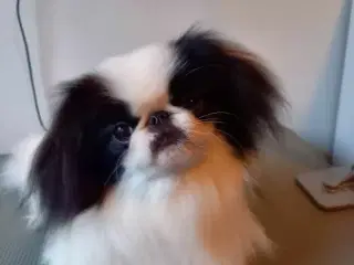 Japanese chin 