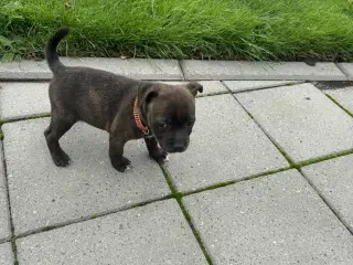 Staffordshire Bull terrier hvalpe