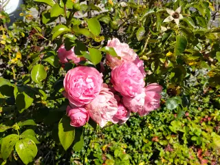Rosenbuske, 3 farver