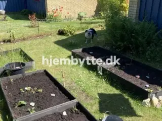 Hjembytte - Ahornvænget