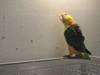 Rustkappet Caique hun