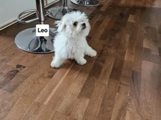 Bichon Frise