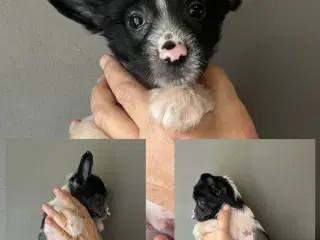 Hvalpe, Chinese Crested