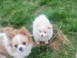Pomchi og chihuahua 
