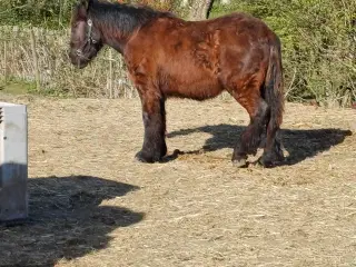 2årig Jyskhest hingst sælges