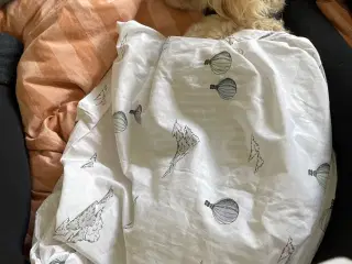 Selvforkælelse til dit kæle dyr, hund m.m