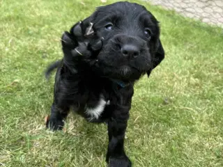Ft. Cockerspaniel hvalp
