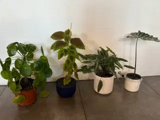 Sunde stueplanter fra røgfrit hjem