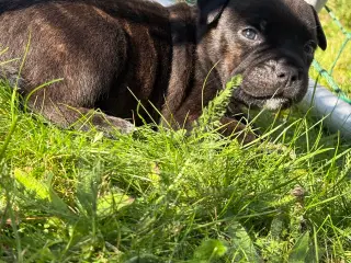 Staffordshire Bullterrier