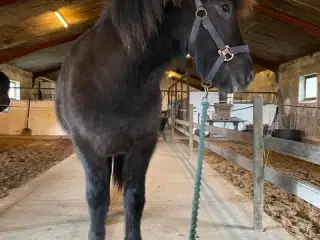Islænder Vallak 2 år