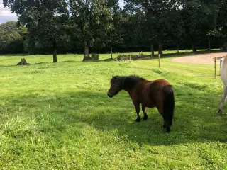 Pony hoppe 12 år