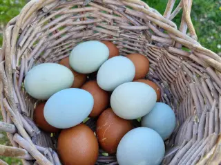 Engelsk araucana blå rugeæg