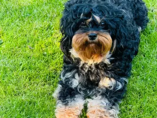 Cavapoo hvalpe