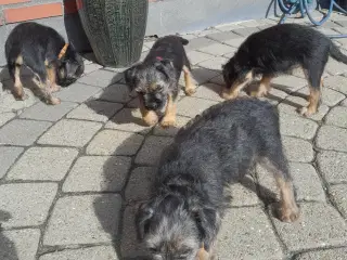 Border Terrier hvalpe