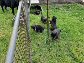 Rottweilerhvalpe