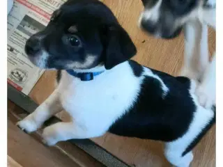 Dansk svensk gårdhunde 
