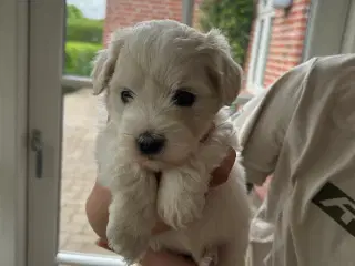  Coton De Tulear