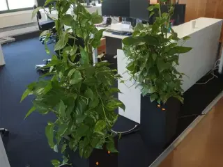 2 stk. planter