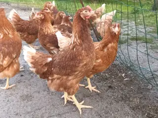 Brun lohman høne kyllinger 