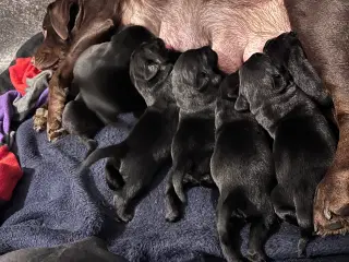 Lækkere labradorer hvalpe