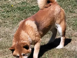 Shiba han søger otium