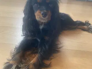 Cavalier blanding tæve
