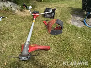 Buskrydder