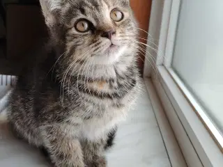 Main Coon Bla. 🐈