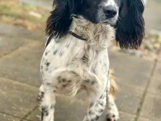 Skønne jagt og familiehunde