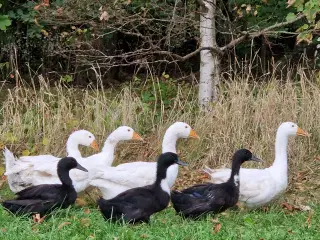 Unge gæs / gæslinger 