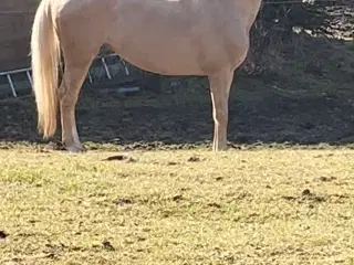 Bedækning ved kåret og avlsgodkendt palomino hings