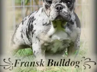 Fransk bulldog hvalp. NEDSAT!