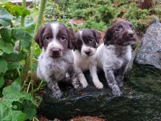 Sprocker og tysk langhåret 