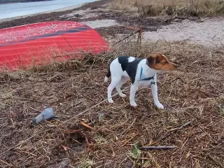 Dansk Svensk Gårdhund 