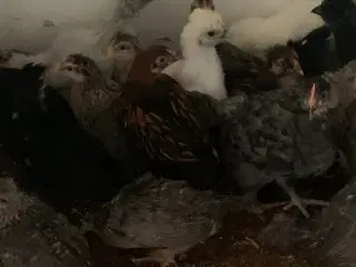 Kyllinger varmefri