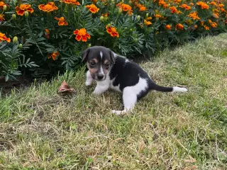 Dansk svensk gårdhund hvalpe