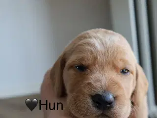Fineste Vizsla-doodle hvalpe