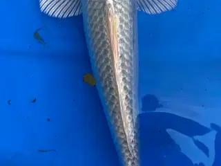 Koi karper 