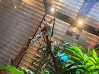 Kronegekko pige på 2 og en på 2 månederen den 3/9