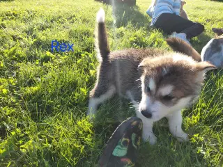 Alaskan malamute hvalpe 